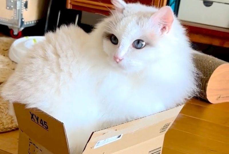 見積間違えたかニャ？ダンボール箱に収まらないモフモフ猫くんが可愛くてクスッ