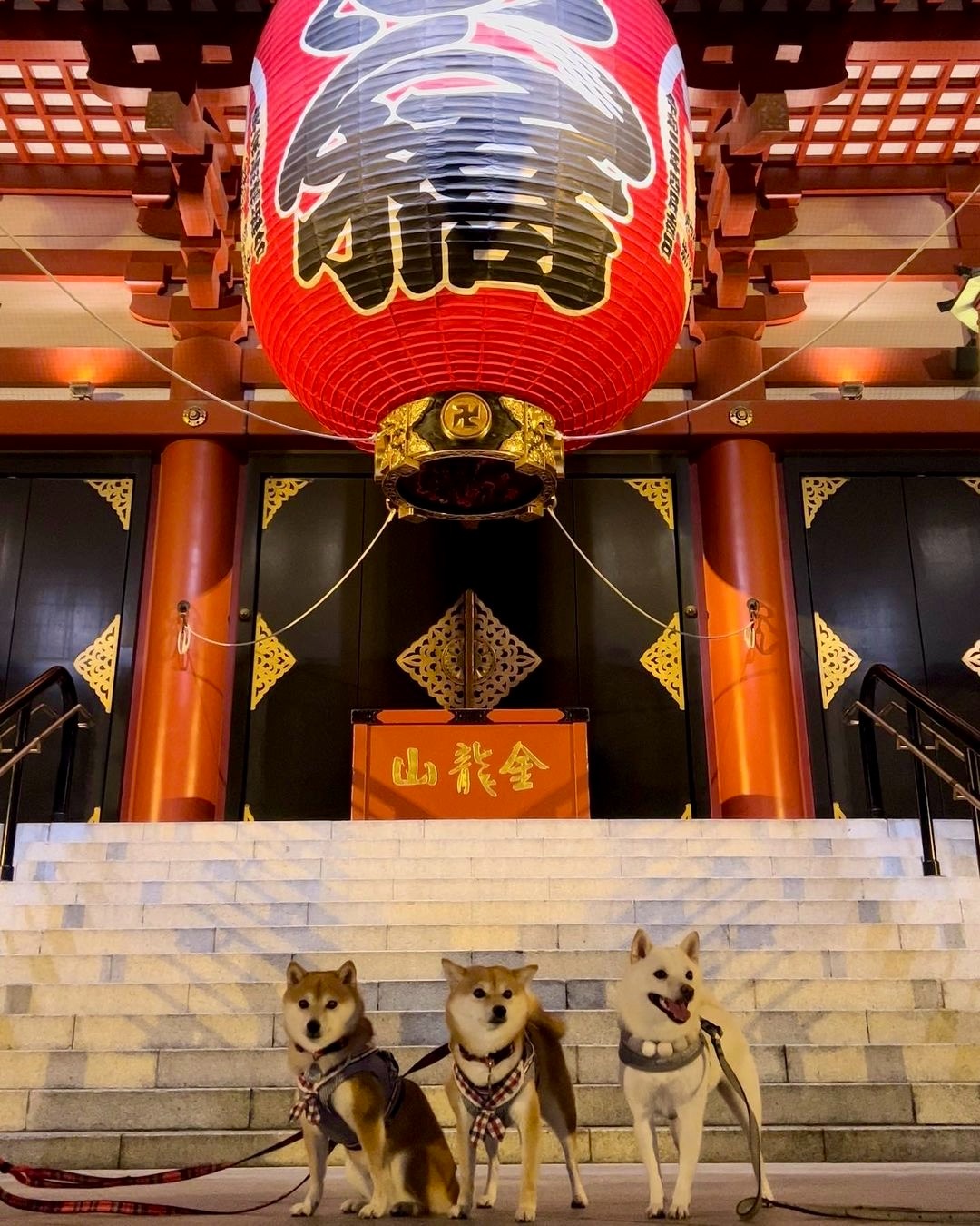 犬　浅草寺の前　記念撮影