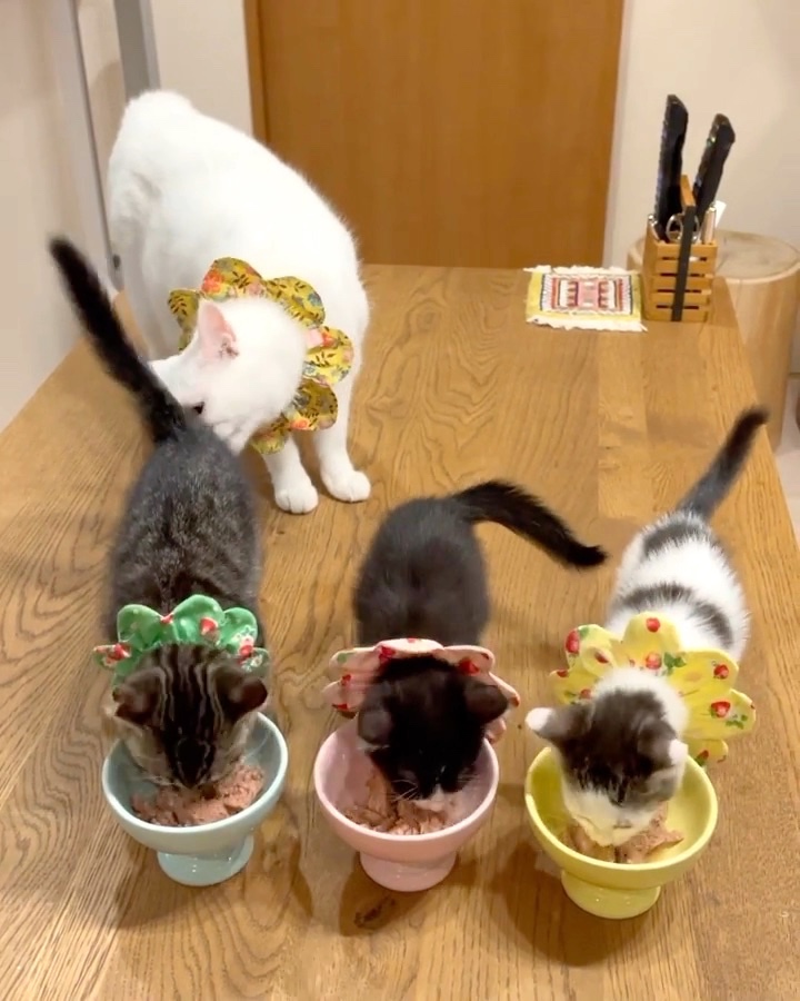 子猫　三匹食事