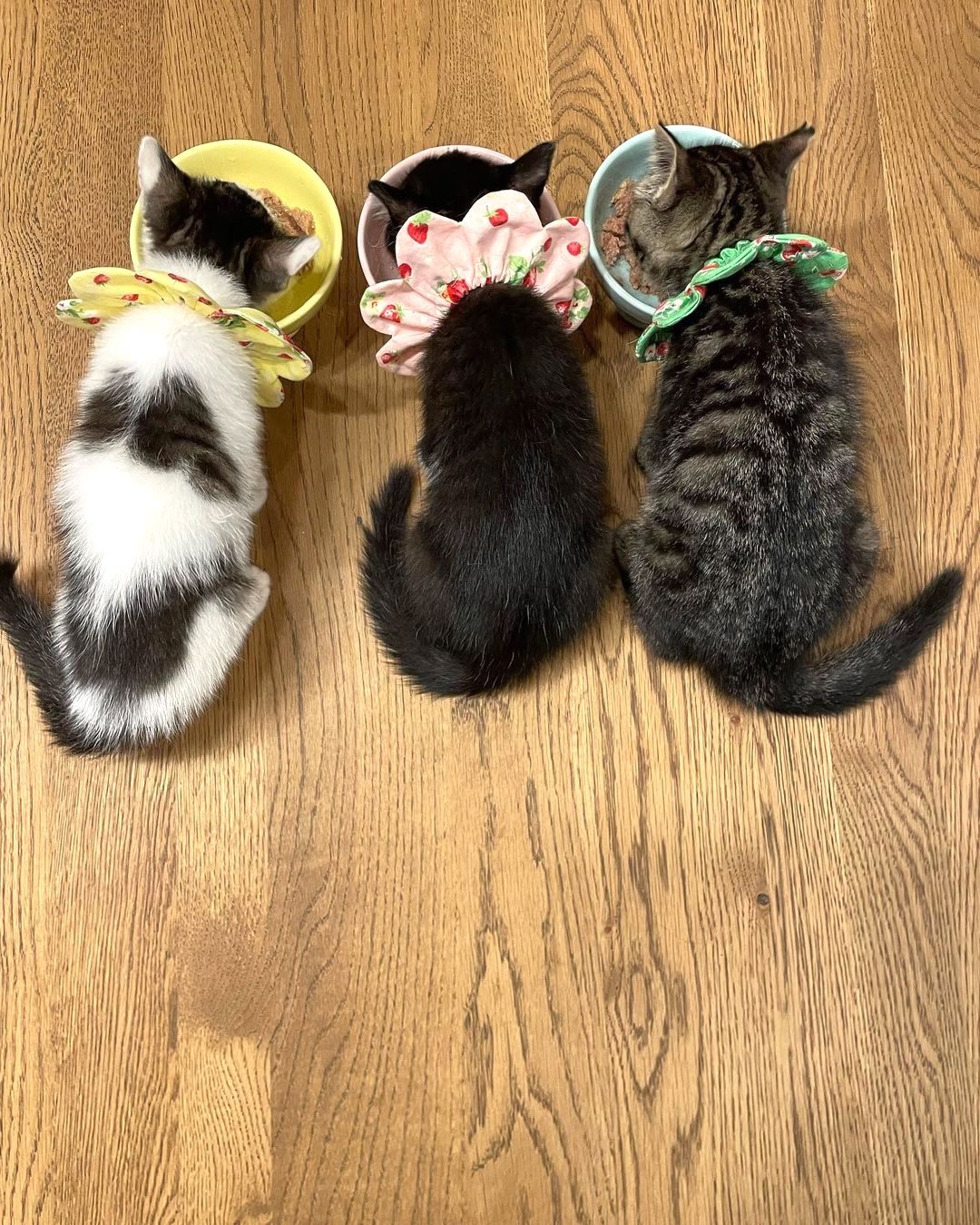 子猫三匹　食事