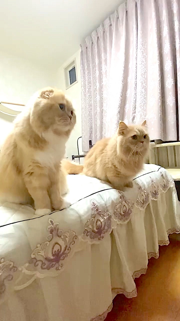 猫二匹　ベッドの上
