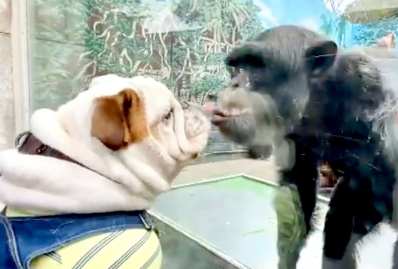 チンパンジーさんとキッス♡動物園で起きたブルドッグくんの思わぬハプニングに悶絶必須