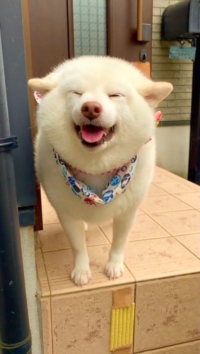 犬　ヒコーキ耳　笑顔