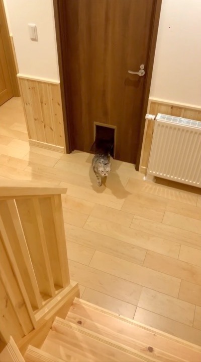 猫　猫ドアから顔を出す
