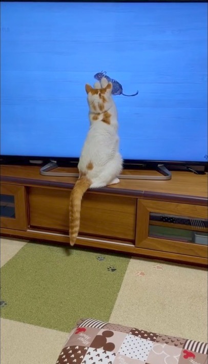 猫　テレビのネズミを捕獲