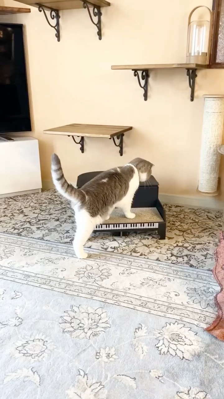 猫　ピアノ