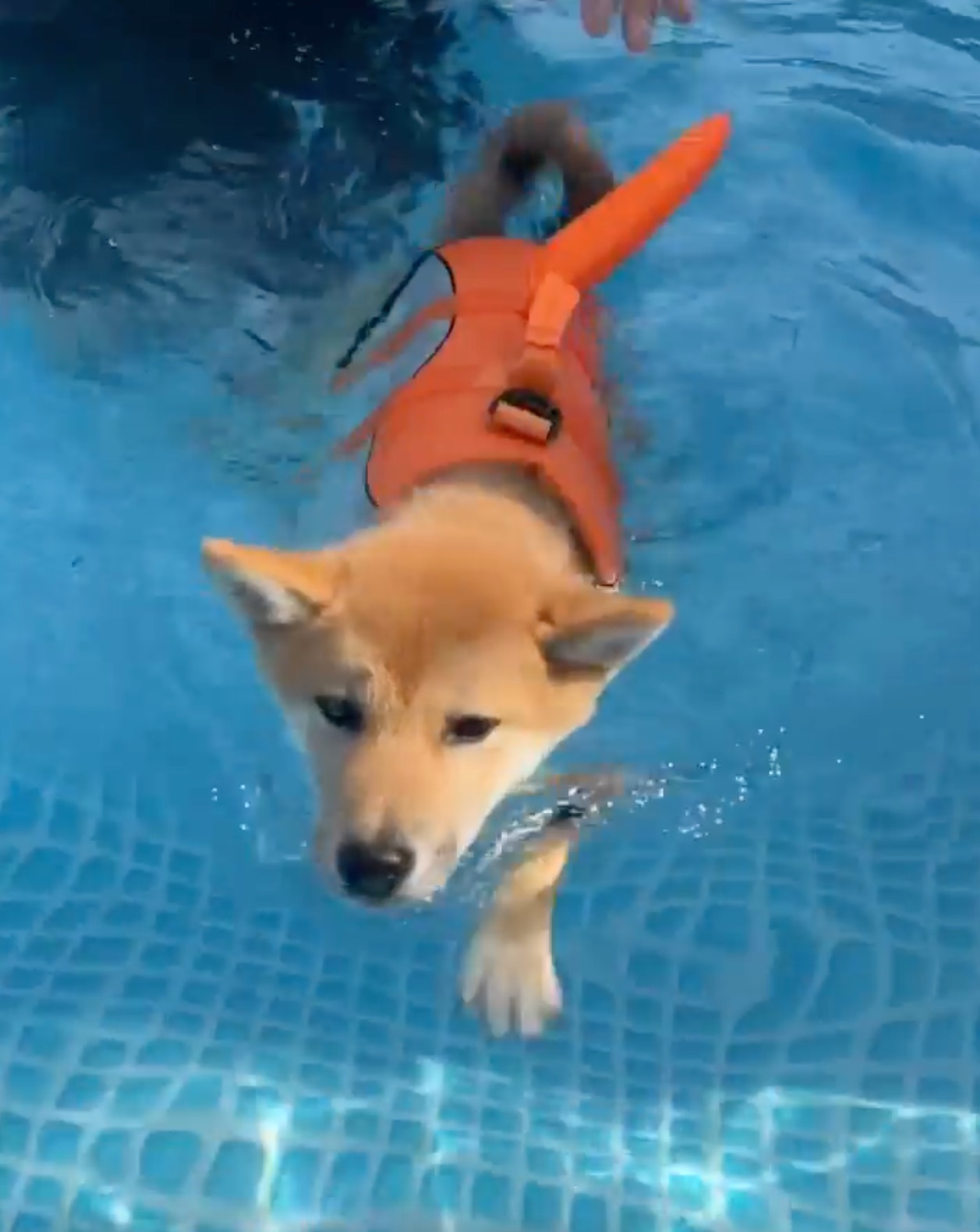 犬　泳ぐ