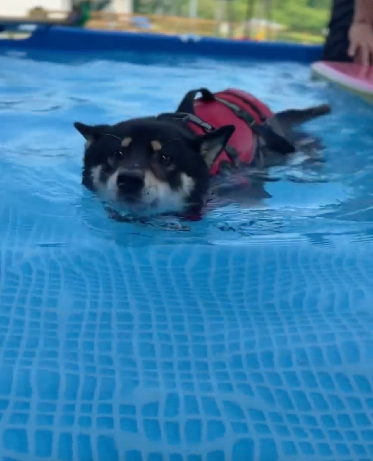 犬　泳ぐ