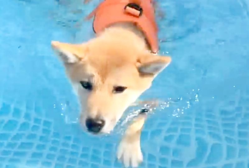 「プールで初めて泳げたよ！」一生懸命"犬かき"する柴犬ベビーが可愛くて胸キュン♡