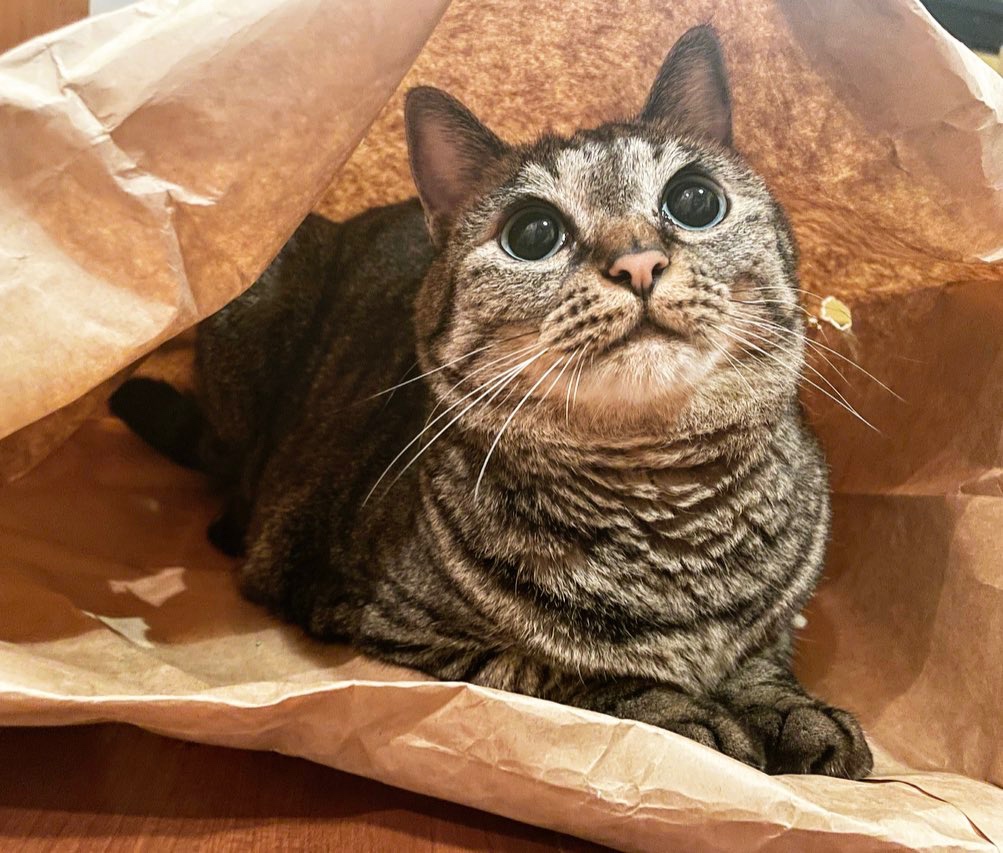 袋に入っている猫