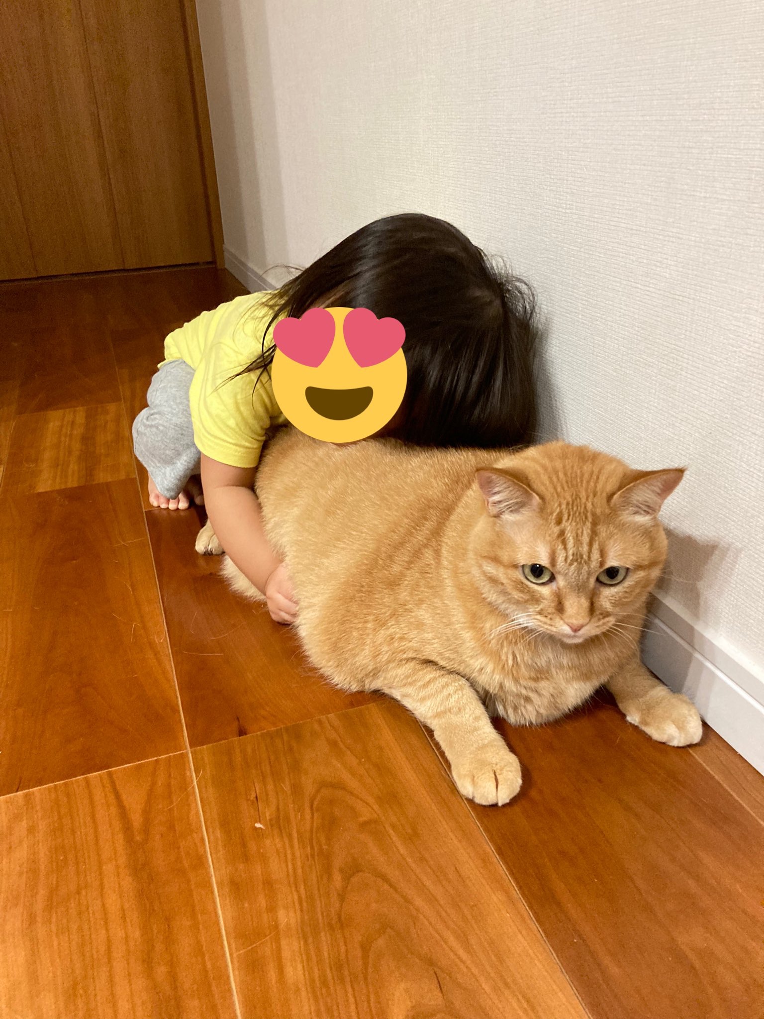猫　抱きつく女の子