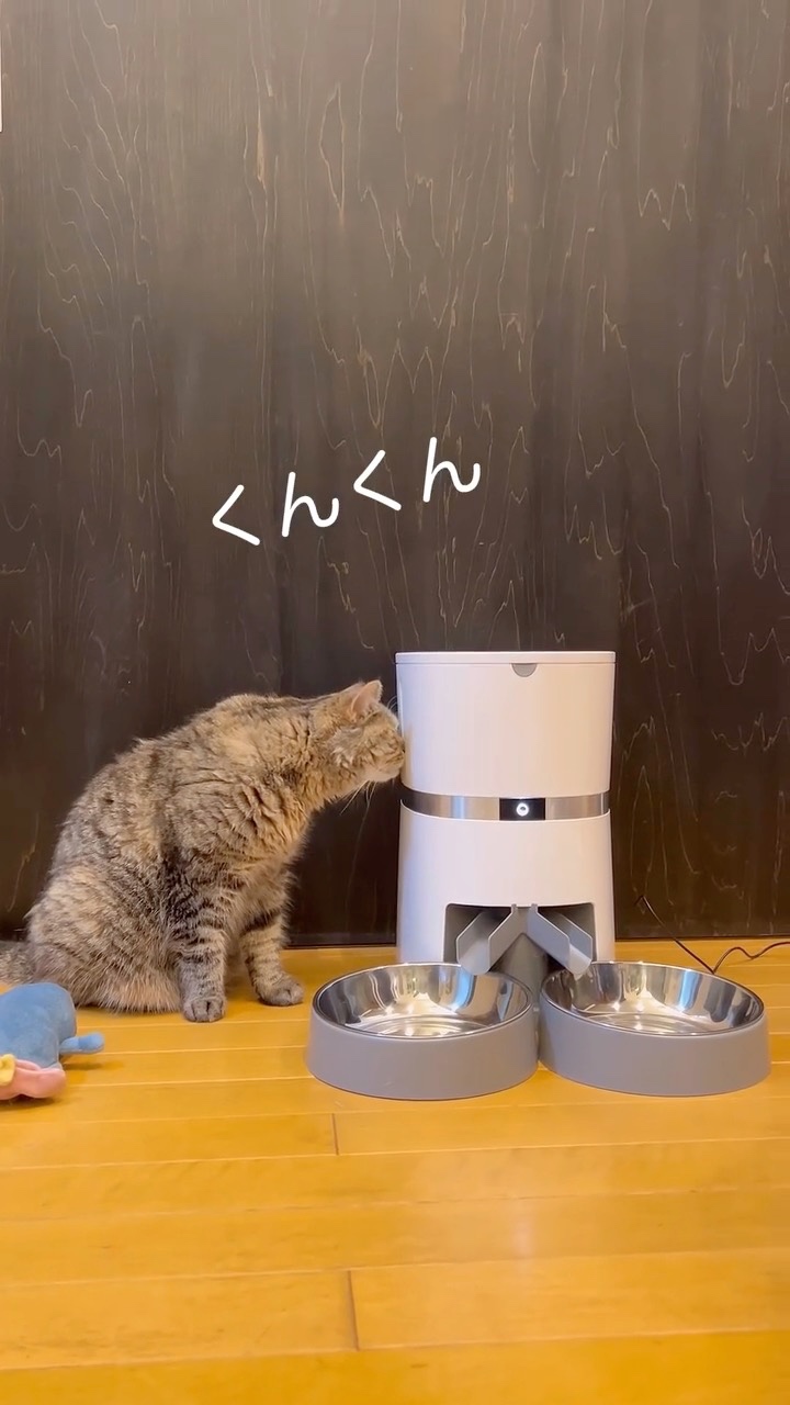 自動給餌器を嗅ぐ猫