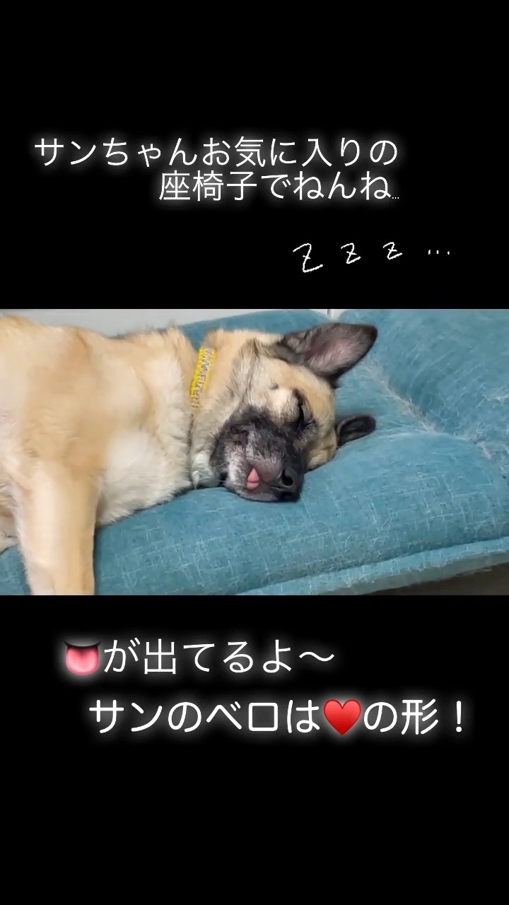 犬　舌ペロ寝てる
