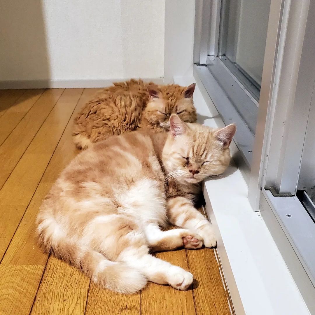 猫　二匹寝ている