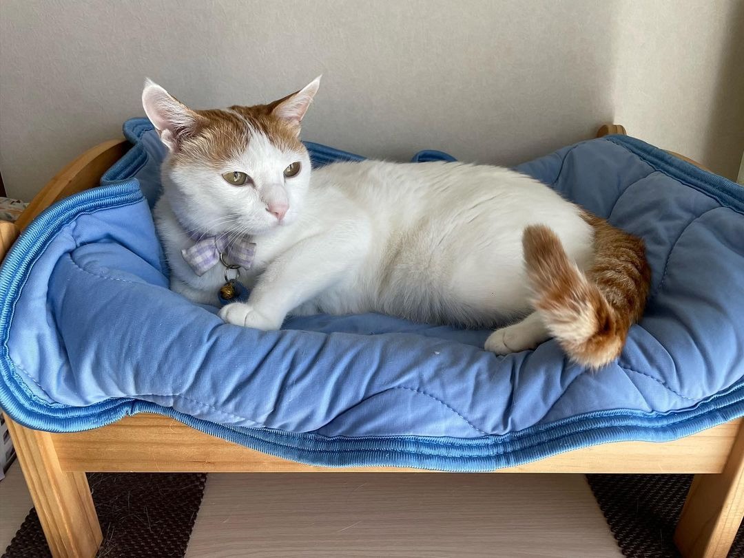 猫　夏使用ベッド