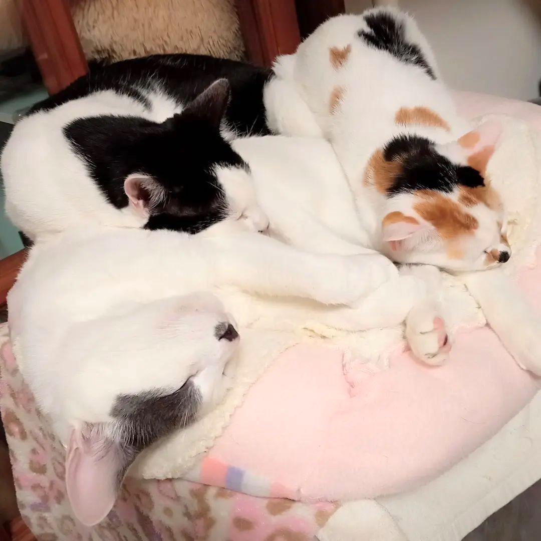 猫　三匹寝ている