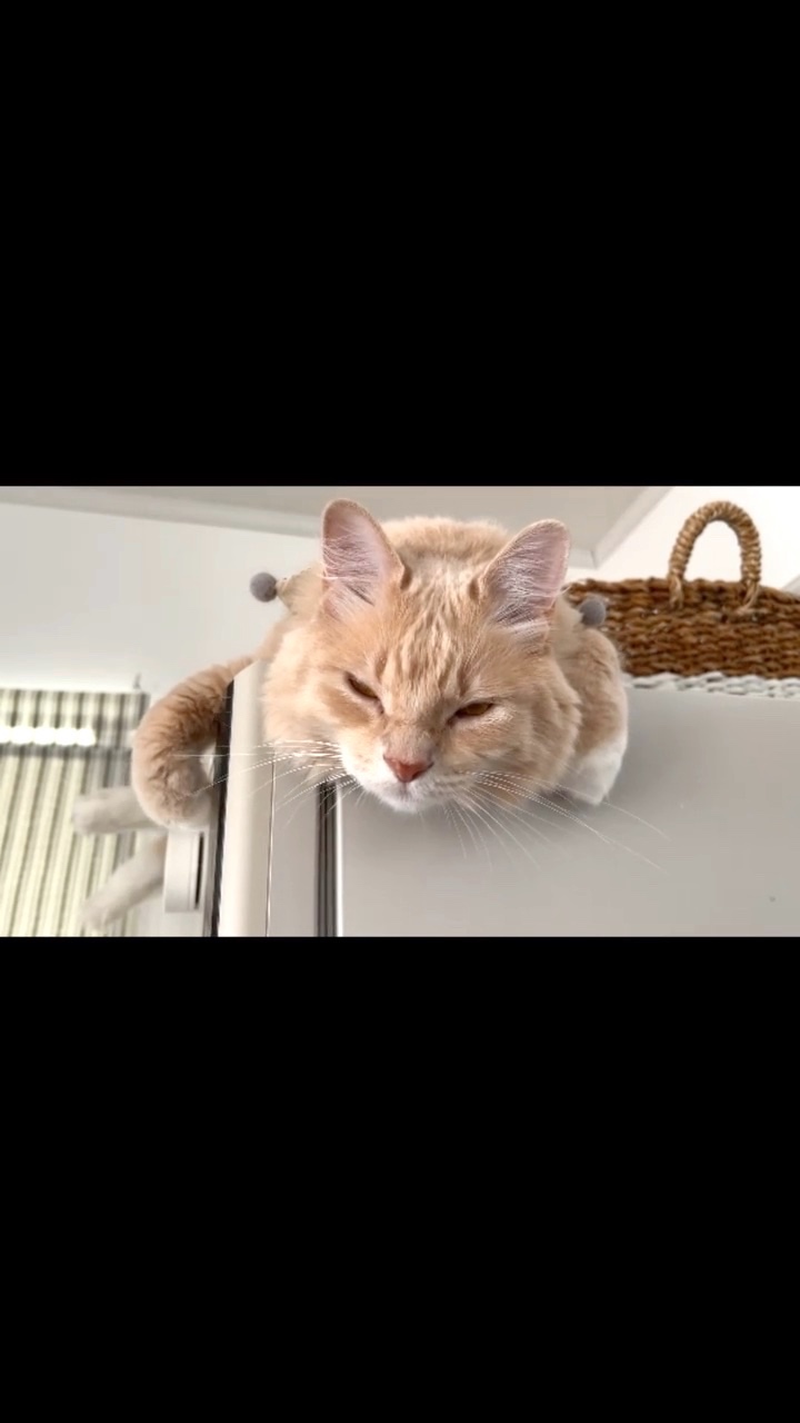 猫　冷蔵庫の上