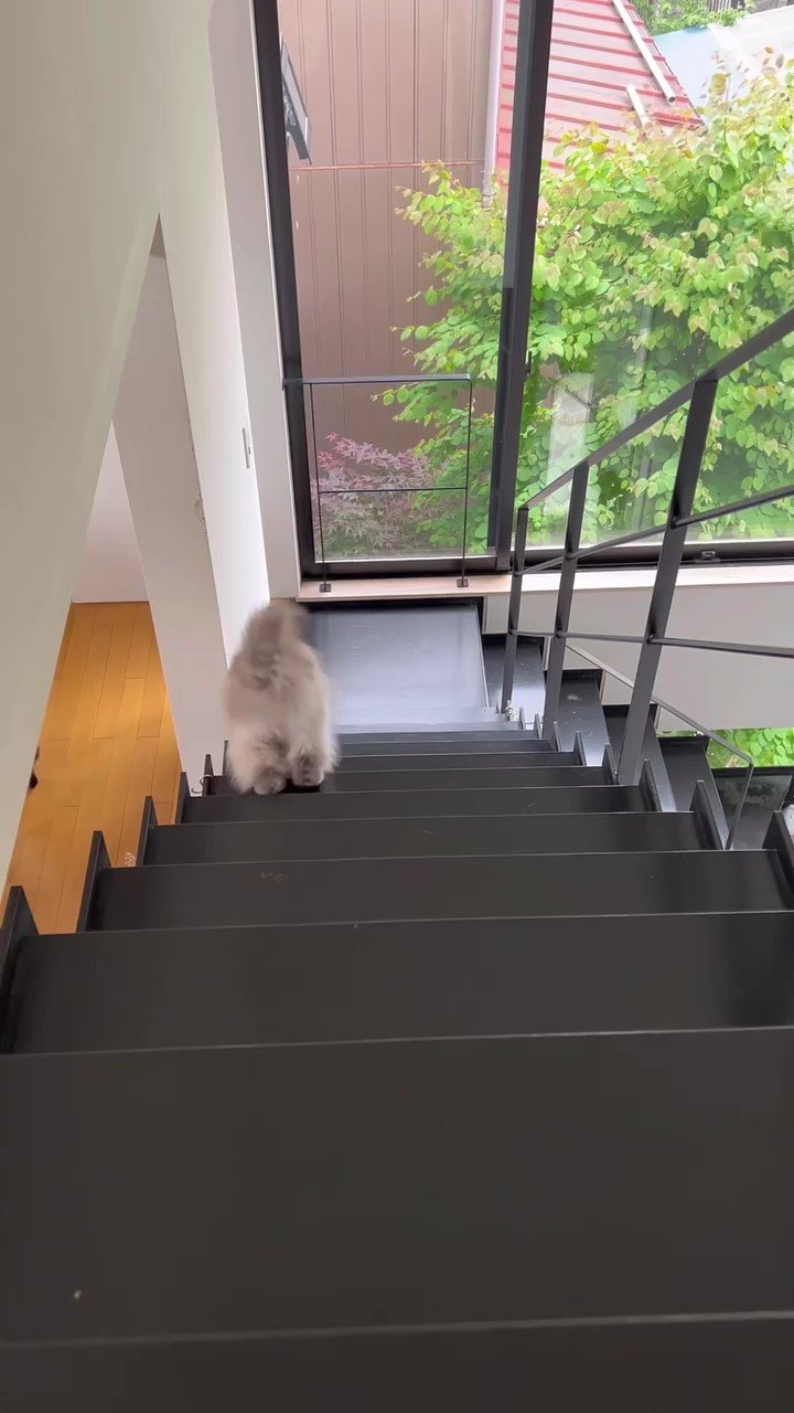 猫　階段