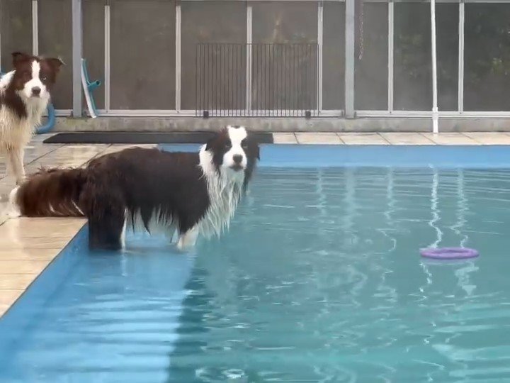 犬　プール