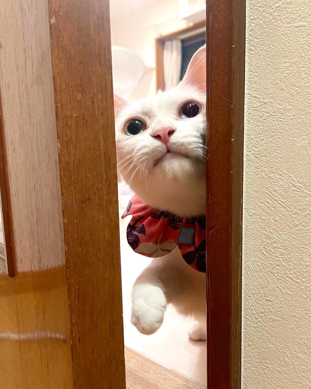 猫　ドアの隙間から見ている