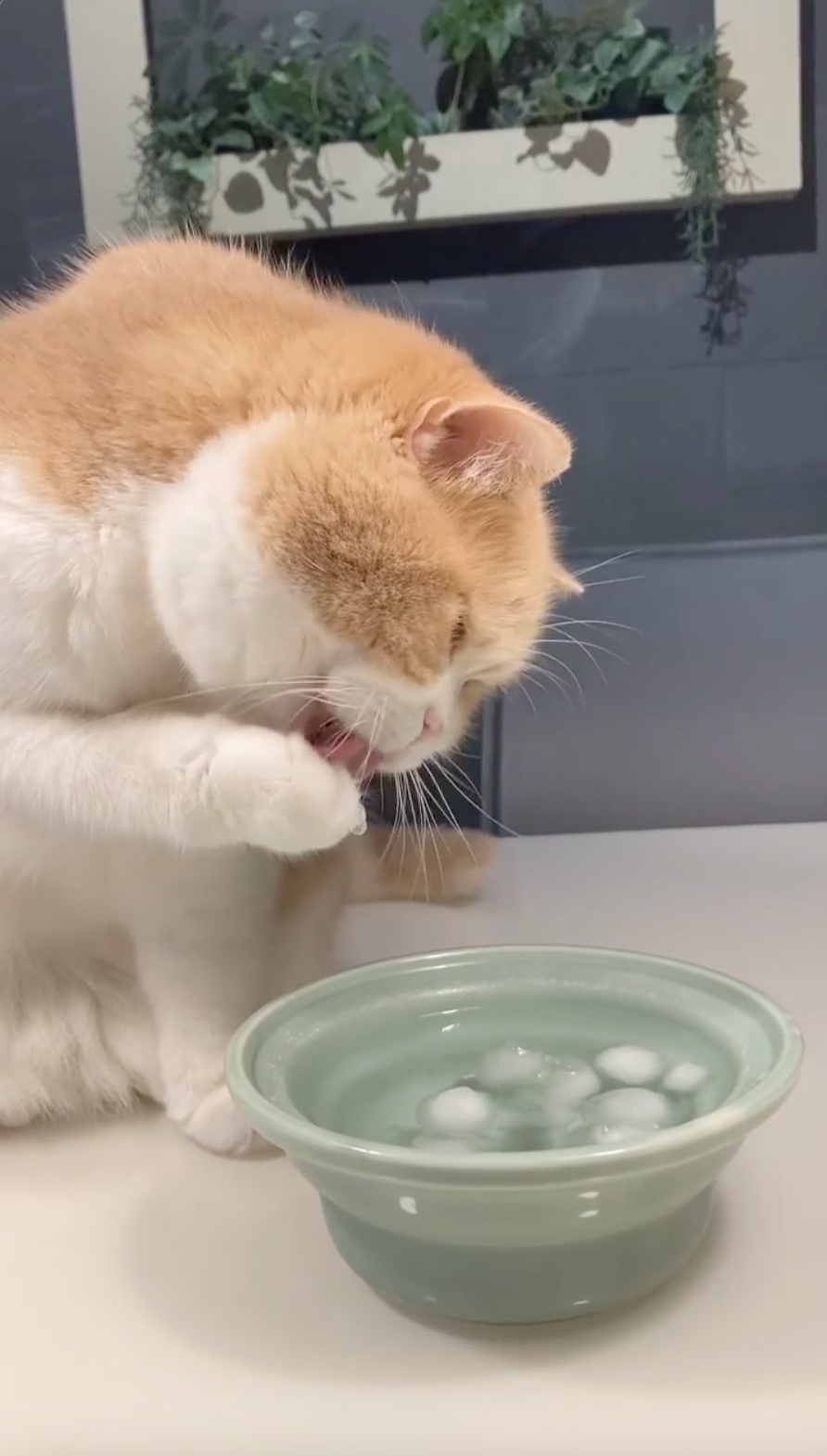 猫　氷水