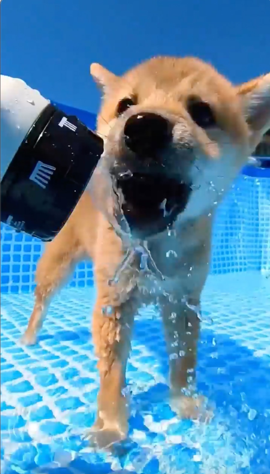 犬　お水