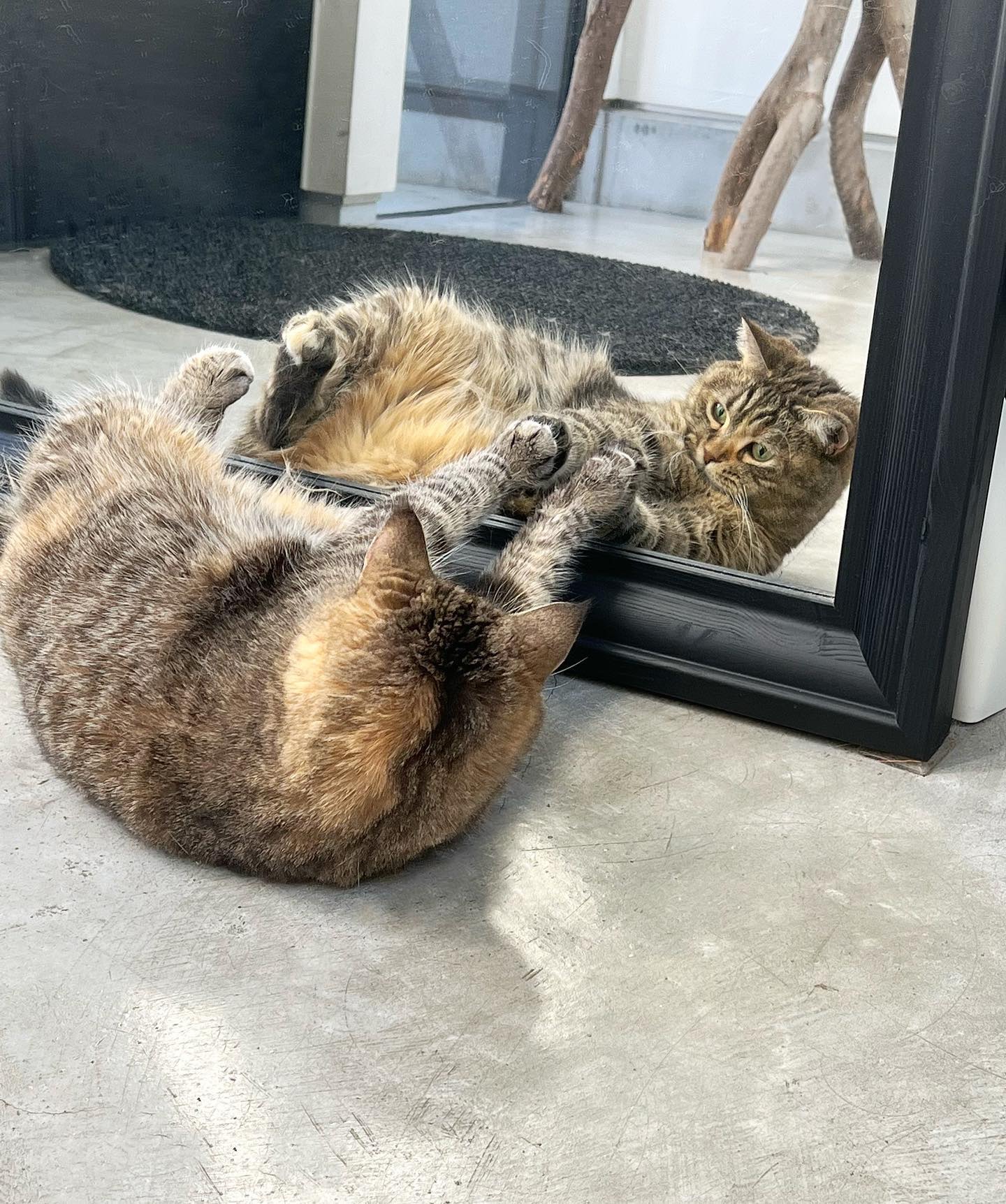 鏡の自分を見つめる猫