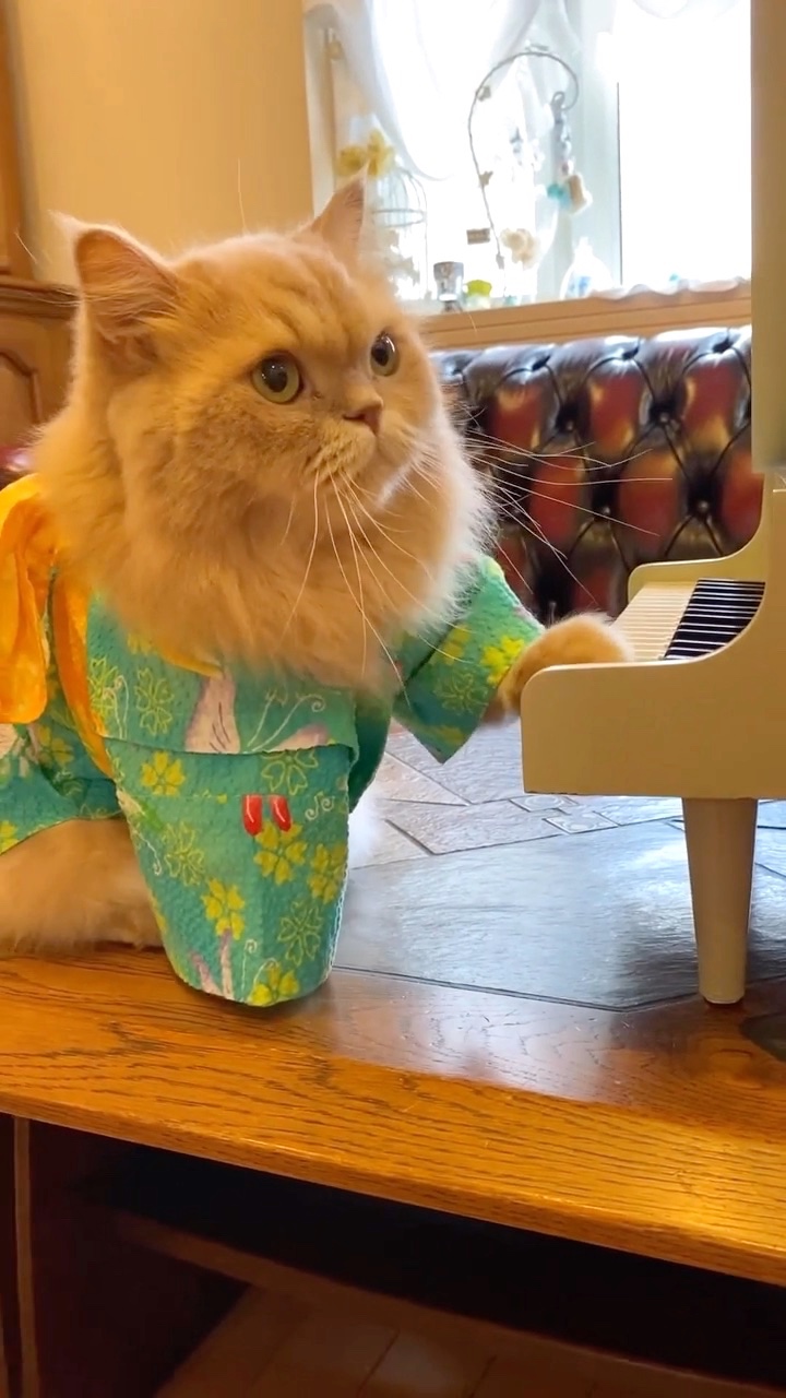 猫　浴衣　ピアノ