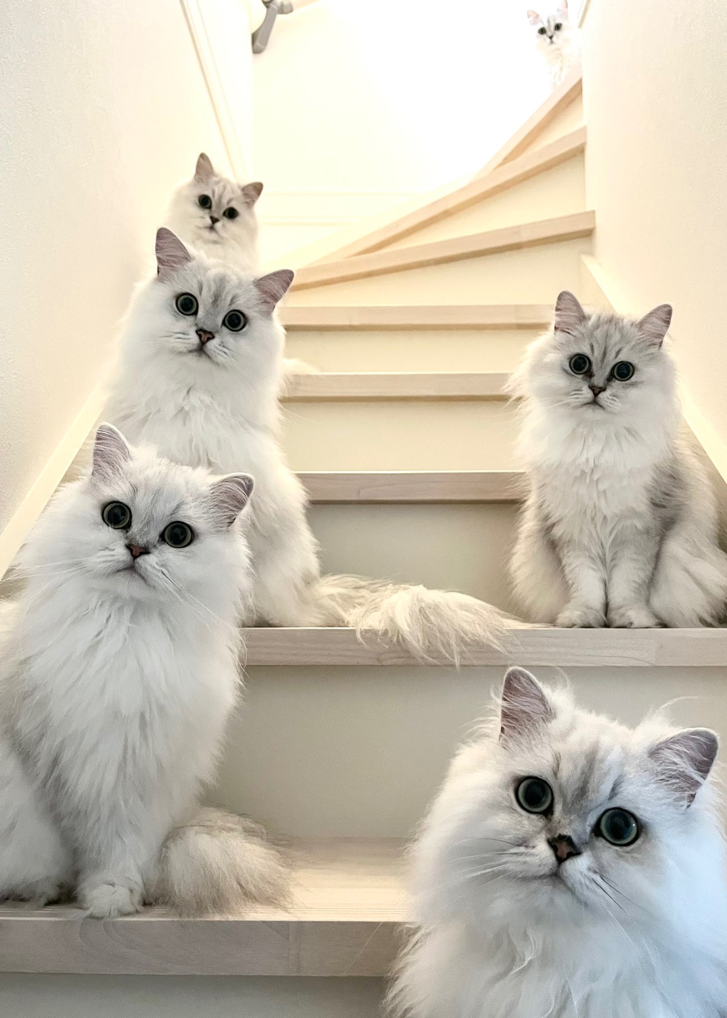 猫たち　階段でお座り