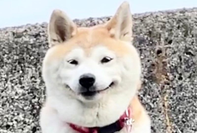 「いい眺めだワン〜♡」口角を上げて"ニンマリ"笑顔で景色を見ている柴犬さんが可愛すぎ！