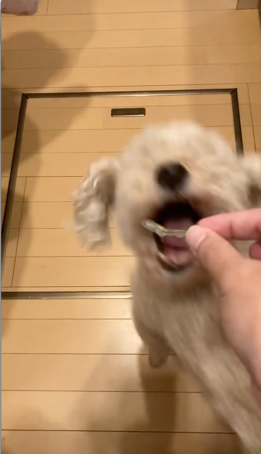 犬　食べる