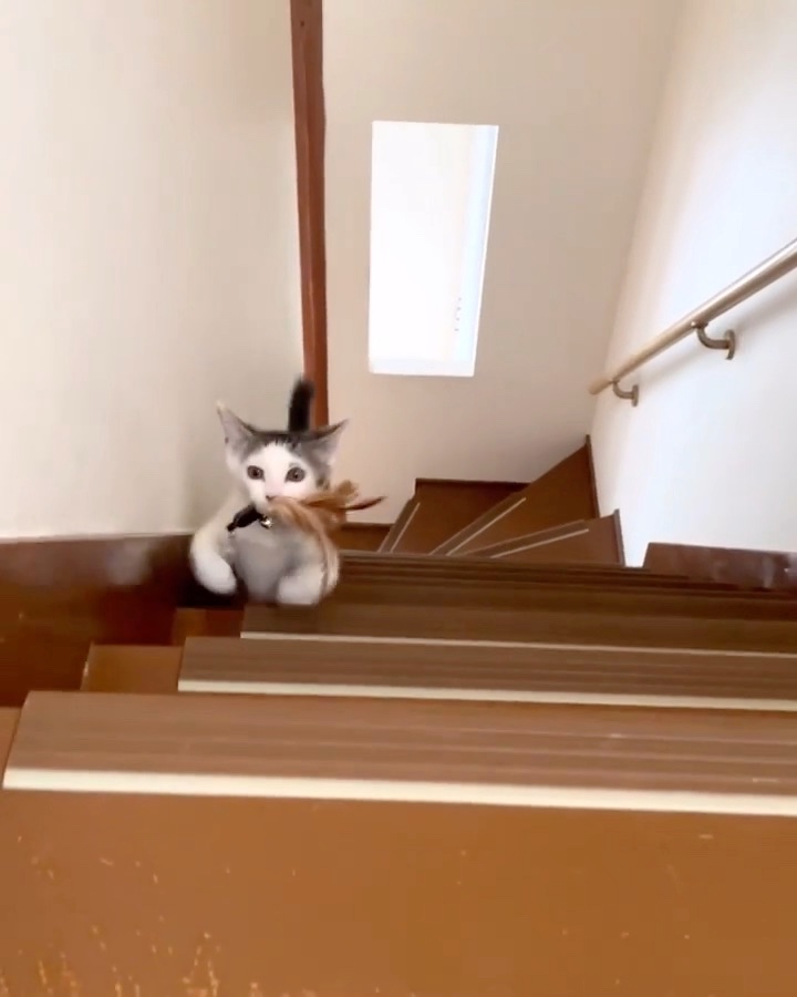 猫　階段　モッテコイ