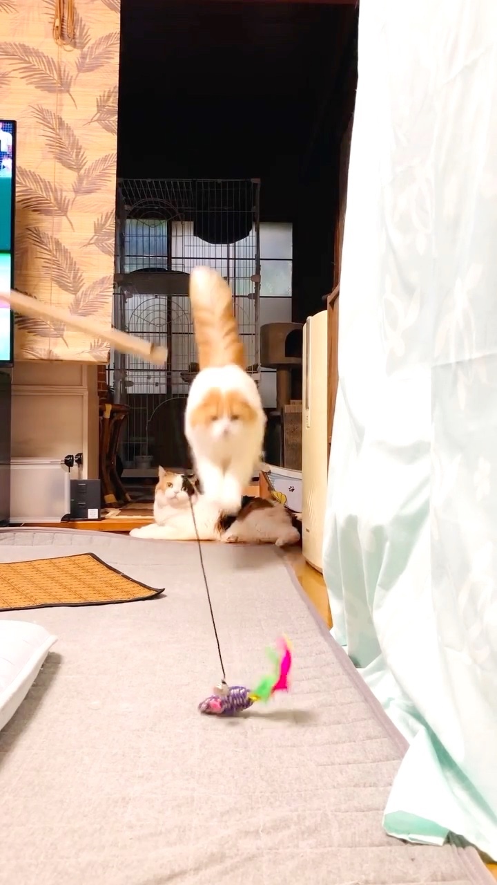 猫　おもちゃに向かってジャンプ