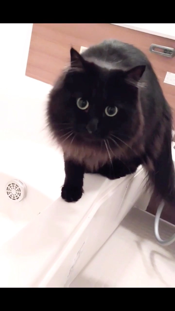 猫　お風呂場