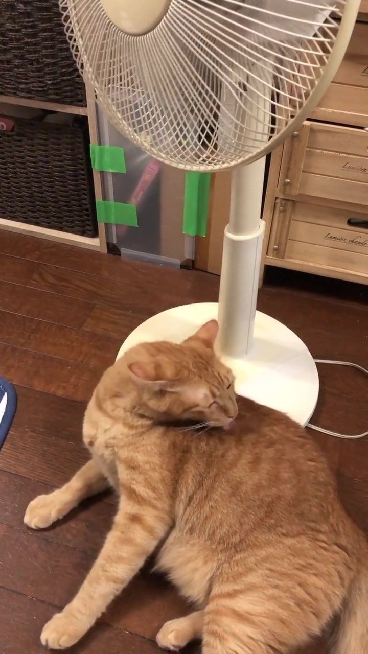 猫　扇風機
