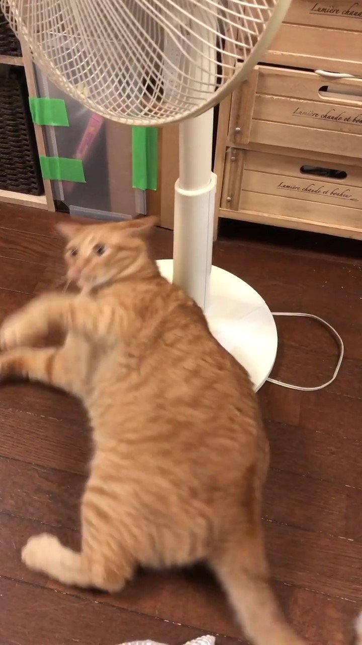 猫　扇風機