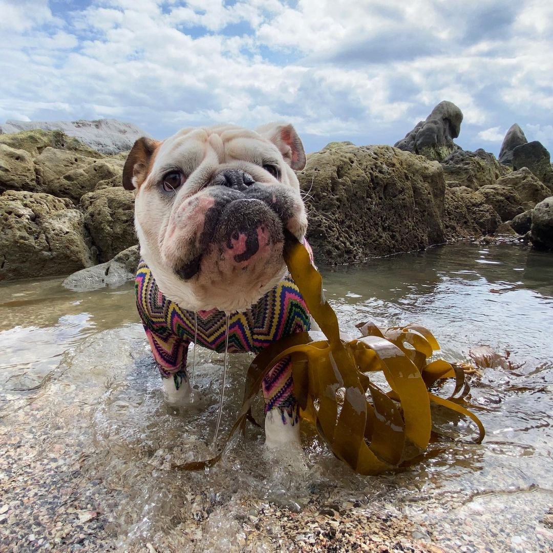 犬　海藻