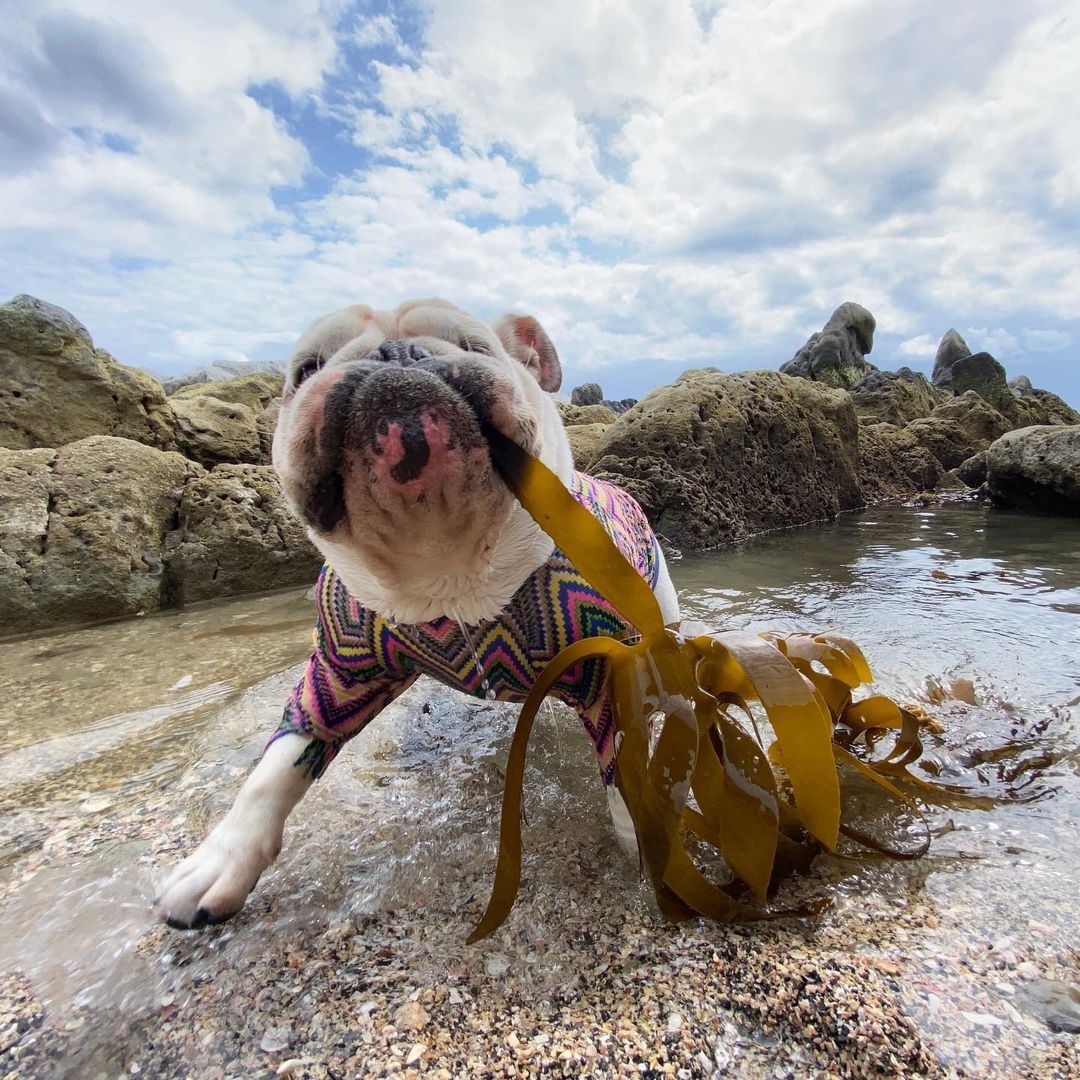 犬　海藻