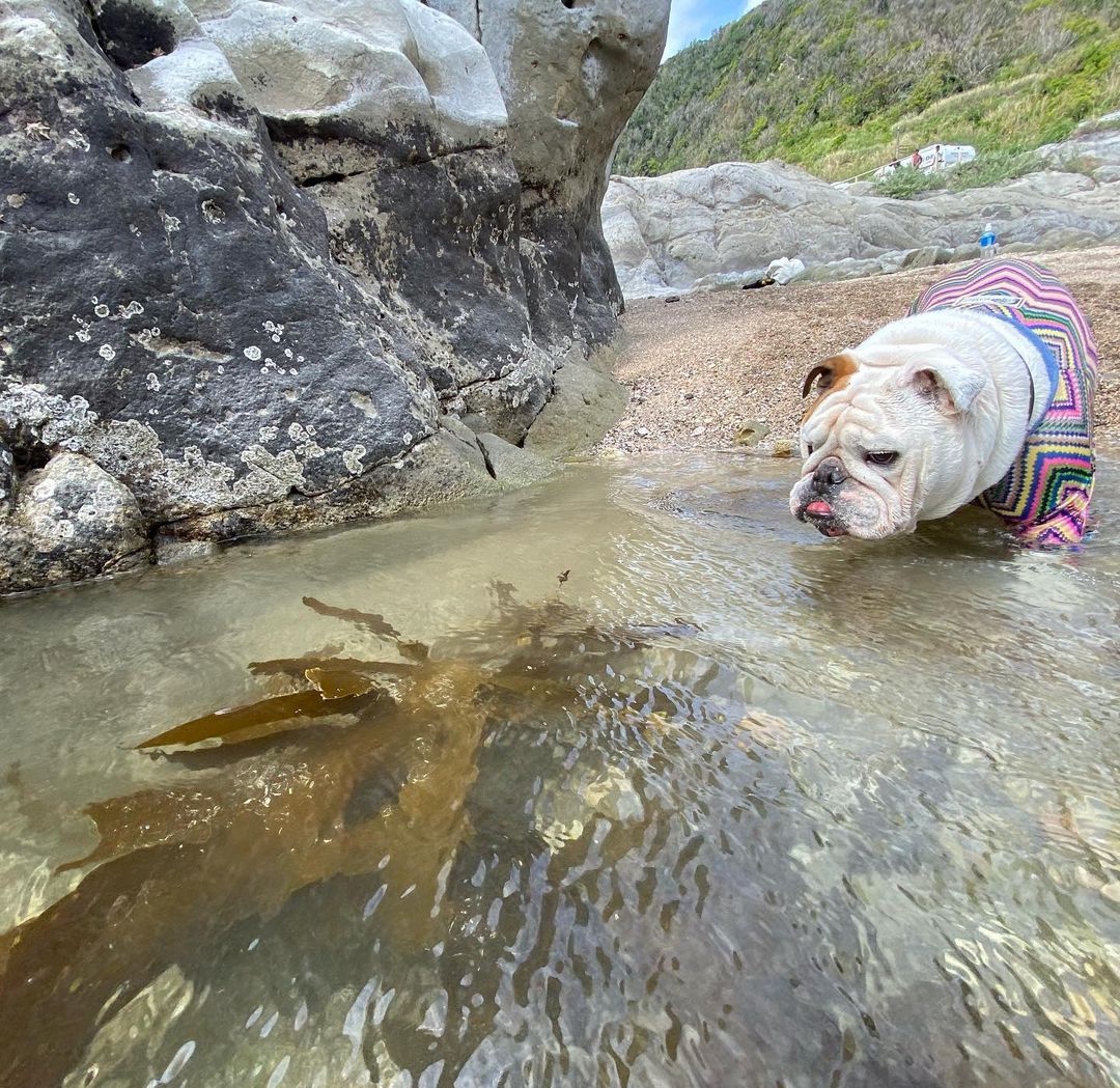 犬　海藻