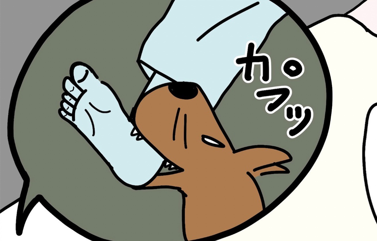 【漫画】 第19話：寝てる飼い主さんの足をカプ！鼻をゴシゴシされて怒るワンコが可愛い♡【ひばちくん】