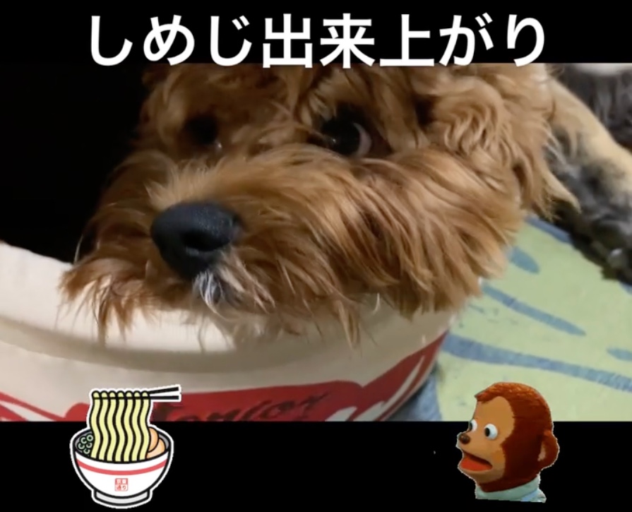 犬　カップ麺