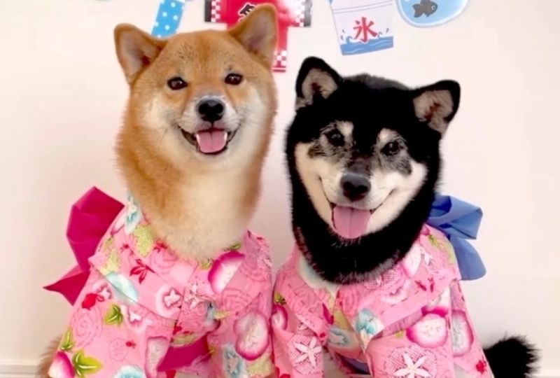 和服コーデがめちゃ可愛い♡おそろいの浴衣で夏祭りを楽しむ柴犬姉妹にキュンッ