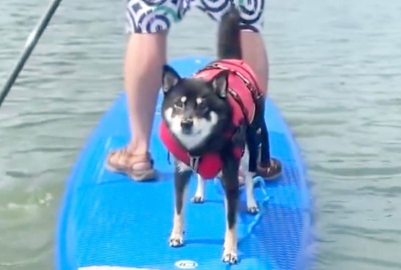 ボードの上でも華麗にジャンプ！水遊びを楽しむSUP上級者な柴犬さんがカッコイイ＆可愛い♡