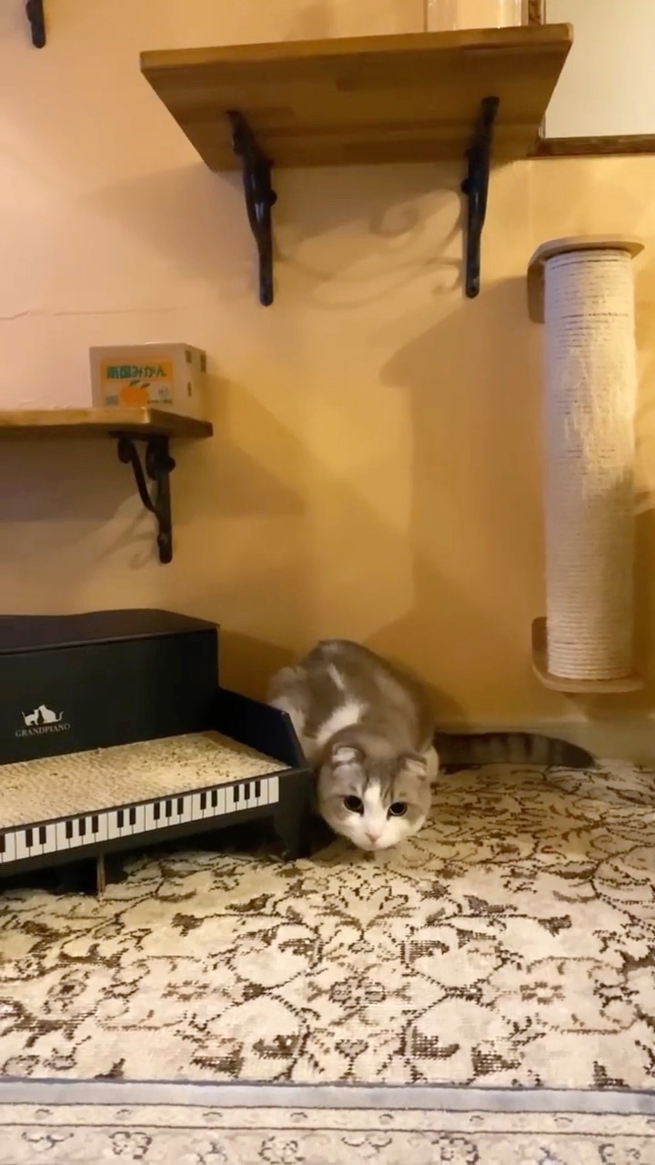猫　ピアノの横でジャンプ直前