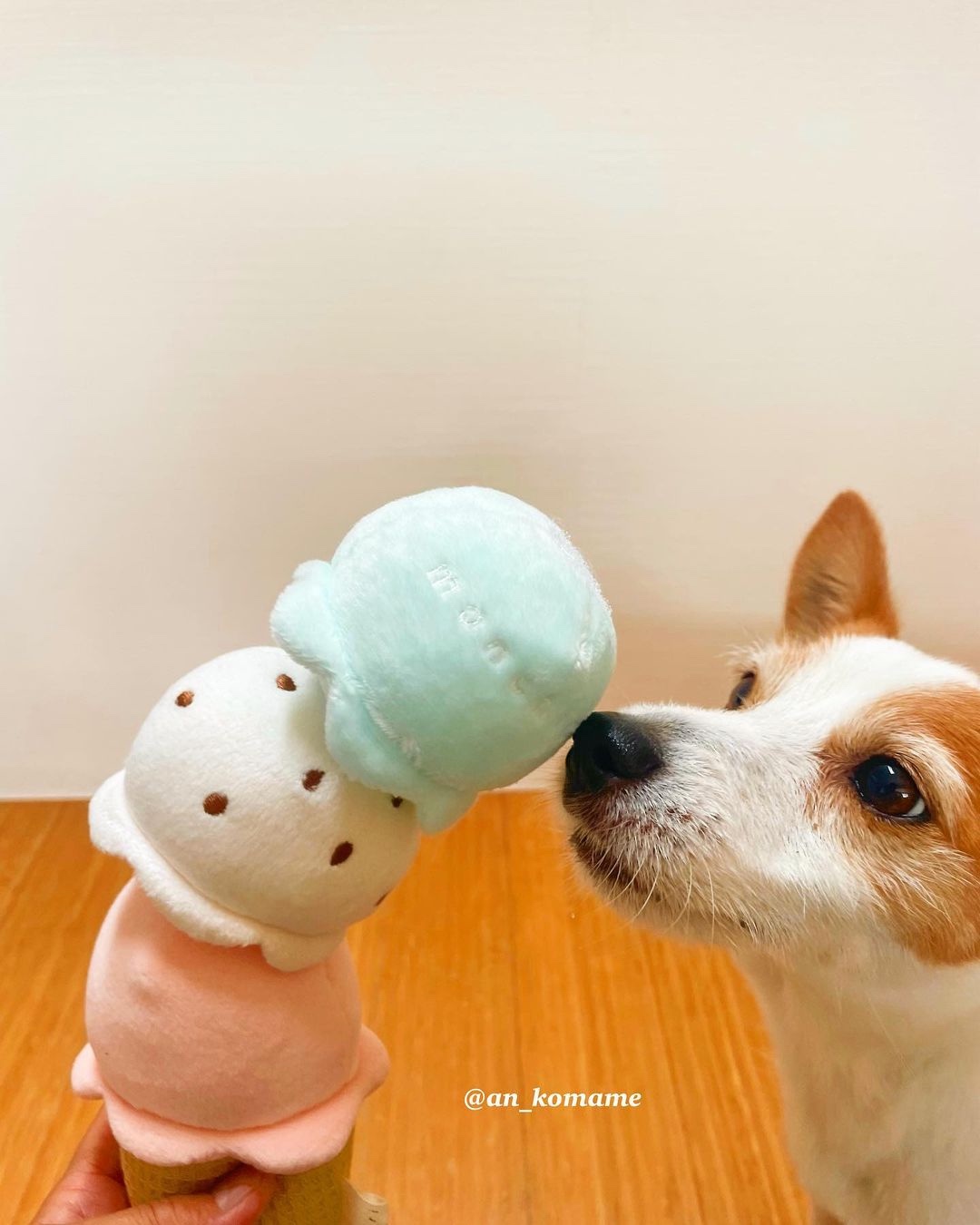 犬　アイスクリーム
