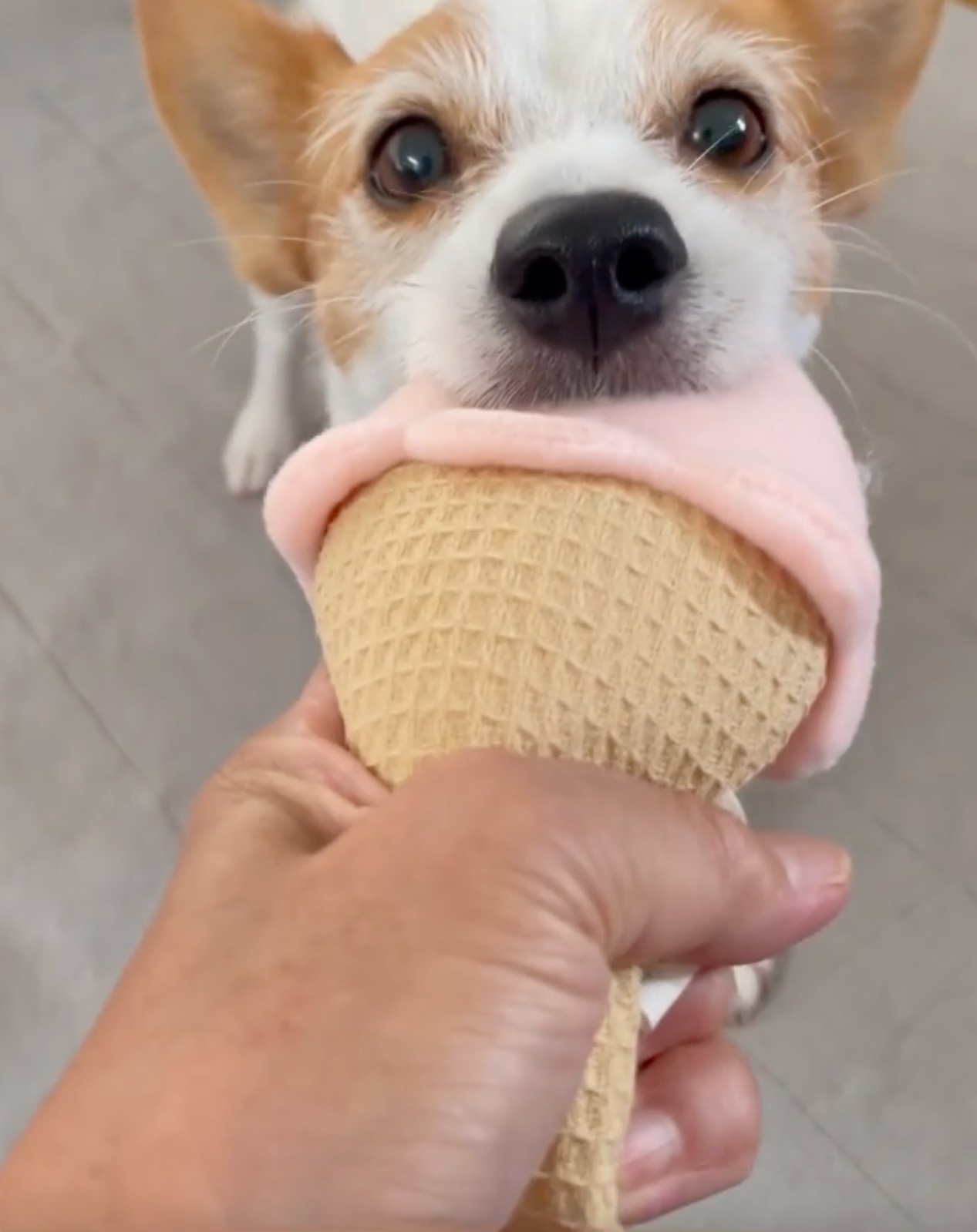 犬　アイスクリーム