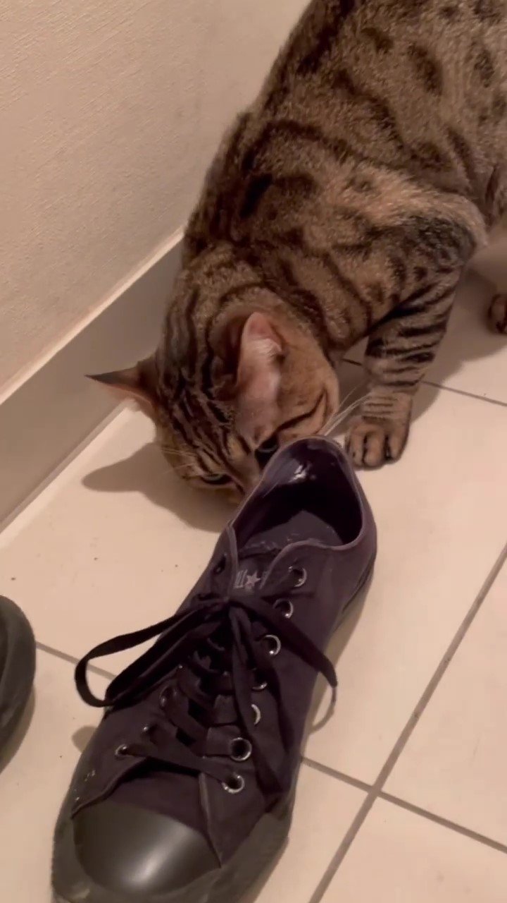 猫　靴