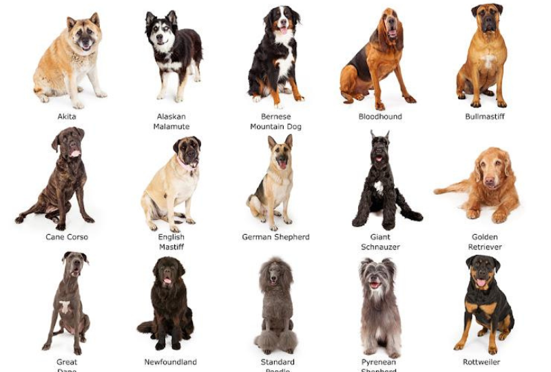 【2023年版】大型犬は魅力がいっぱい！世界の大型犬10種類をご紹介！