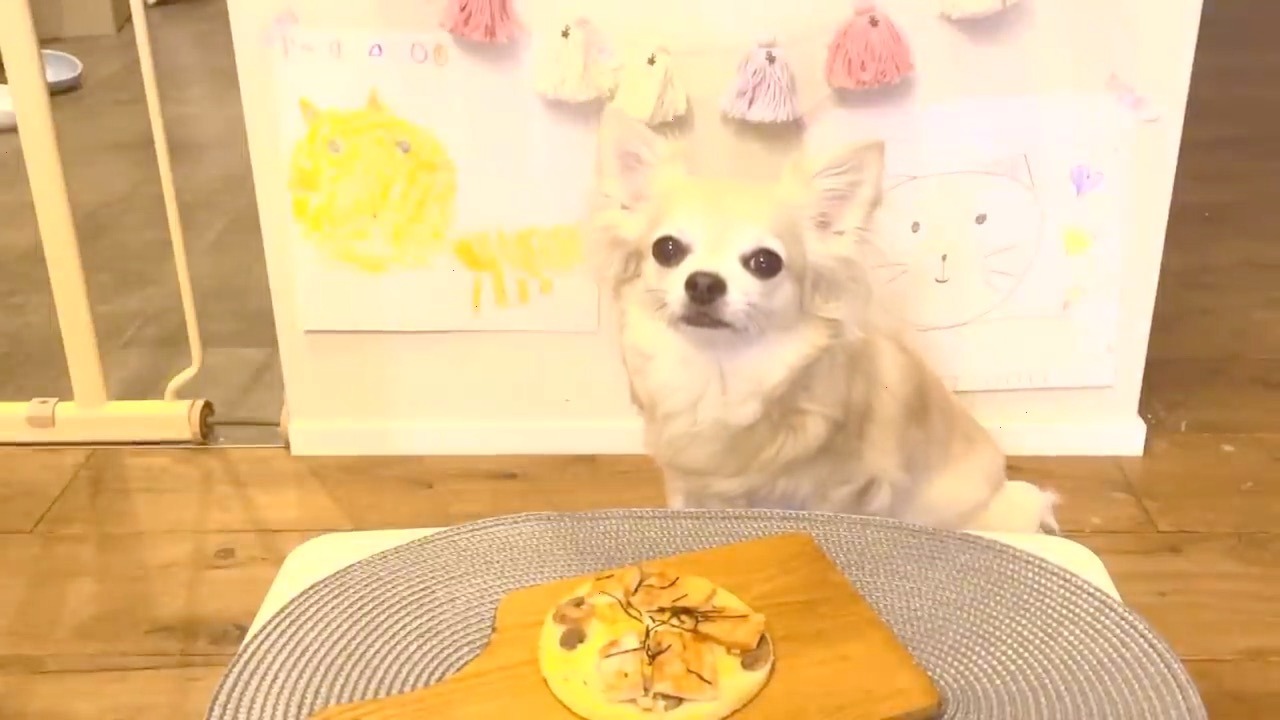 犬　お誕生日　ピザと可愛いデコレーション
