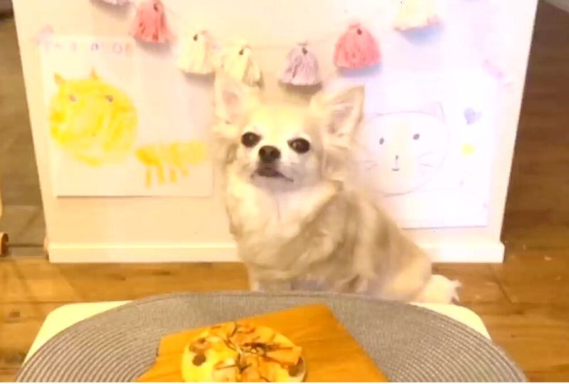 初めての犬用ピザに大興奮！9歳のお誕生日をお祝いしてもらったワンコが嬉しそう♪